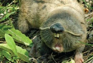 Damaraland Mole Rat