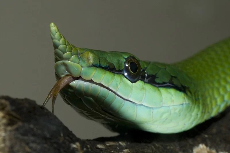 rhinoceros snake