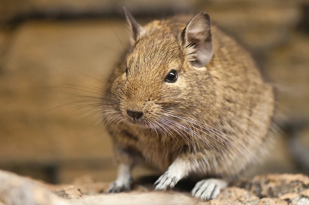 What is Degu
