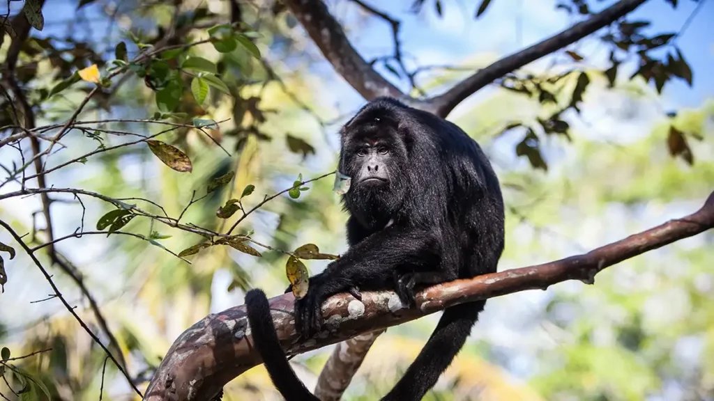 Black Howler Monkey
