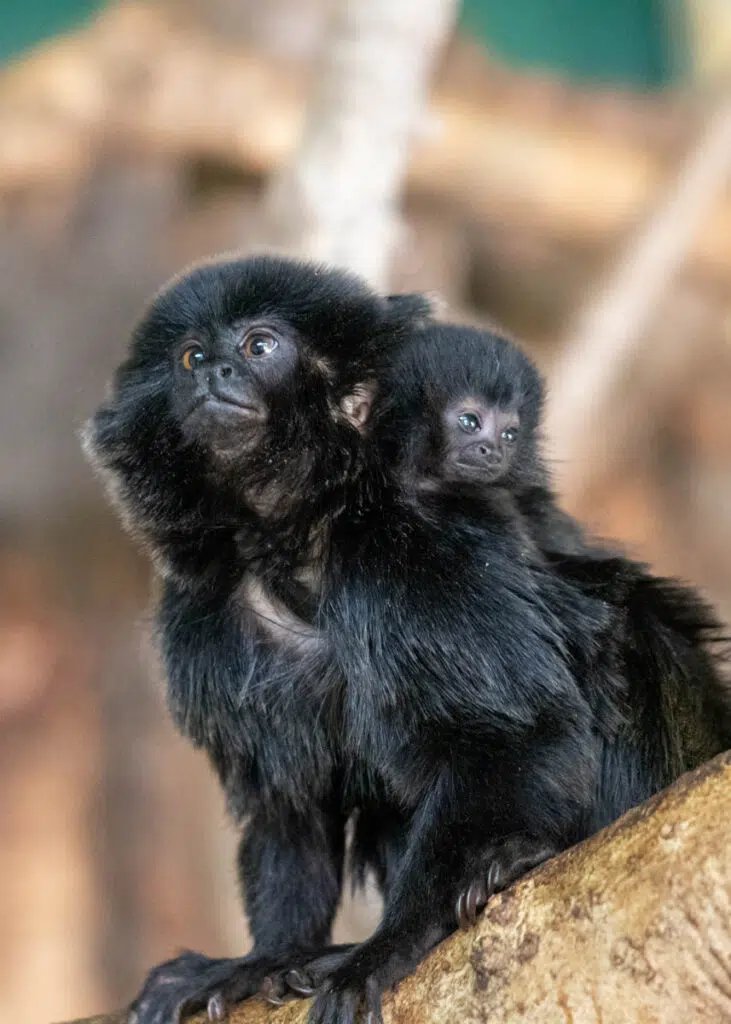 GOELDI'S MONKEY