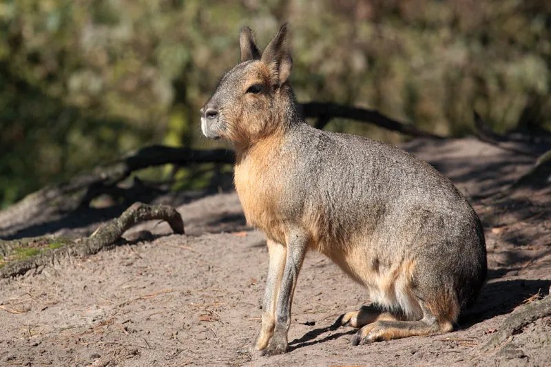 Patagonian mara