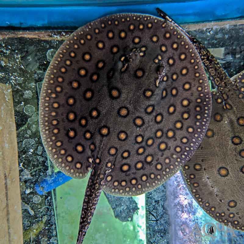 Freshwater Stingray