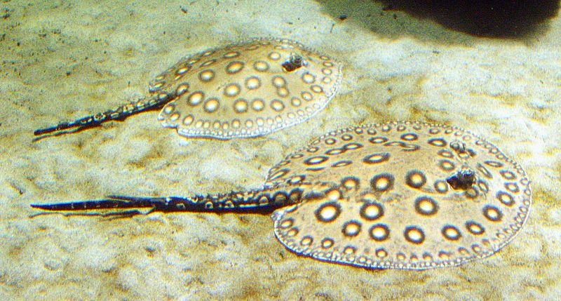 Freshwater Stingray