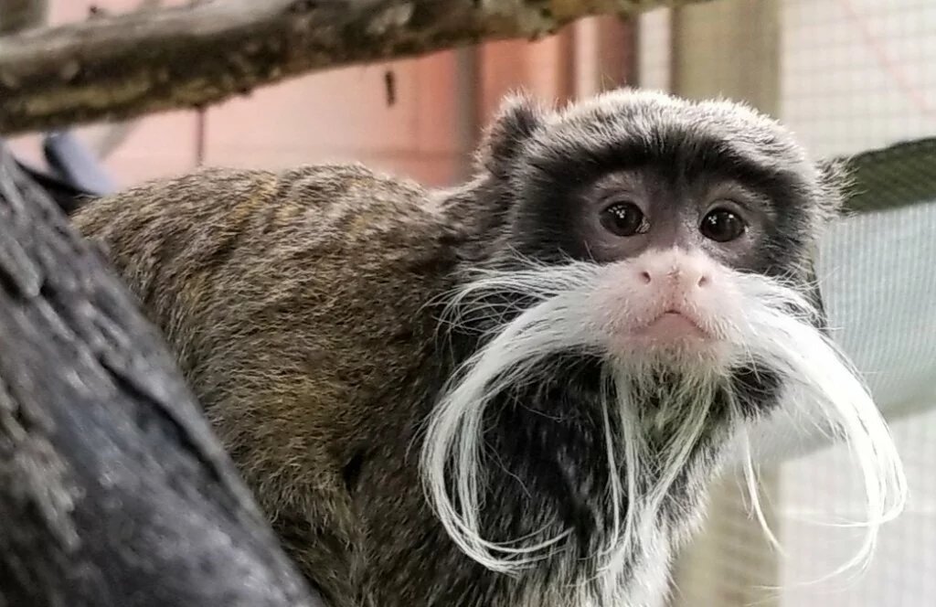 Emperor Tamarin