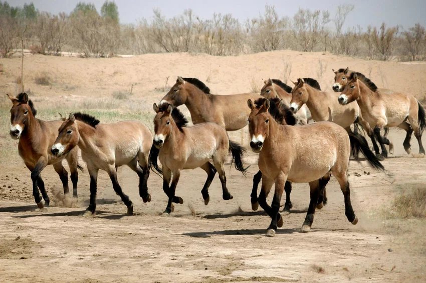 Przewalski's horse