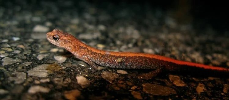 EASTERN RED-BACKED SALAMANDER