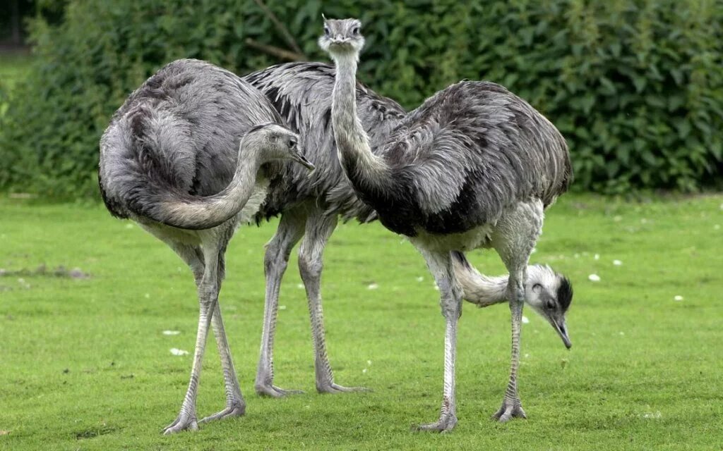 Greater Rhea