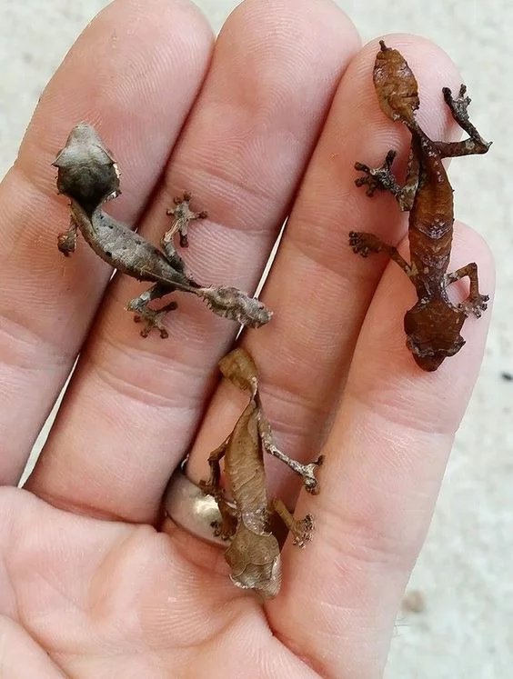 devil leaf-Tailed Geckos