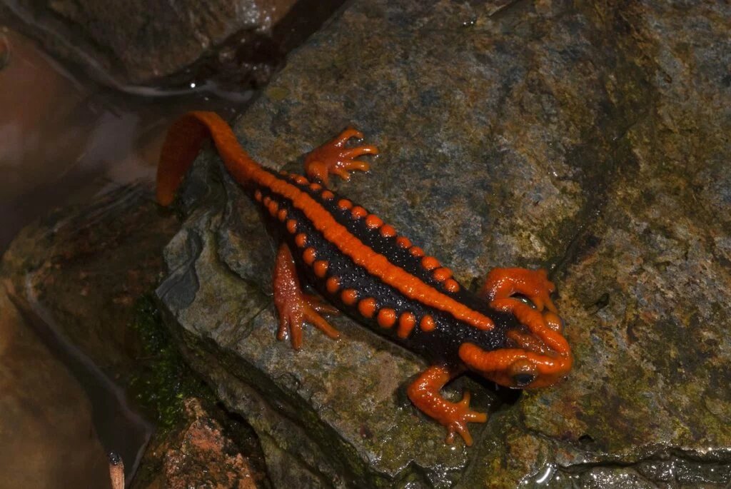 Emperor Newts