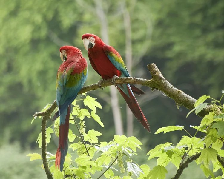 Green-Winged Macaw