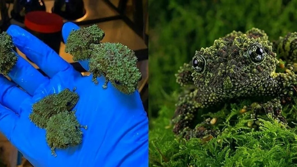 interesting facts about Vietnamese mossy frog