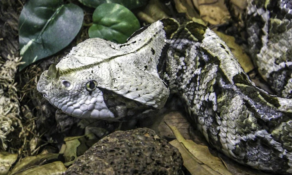 Gaboon Viper