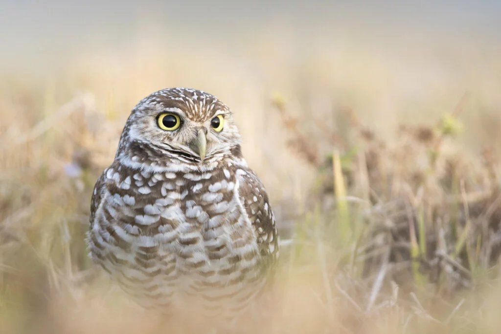 What is a BURROWING OWL