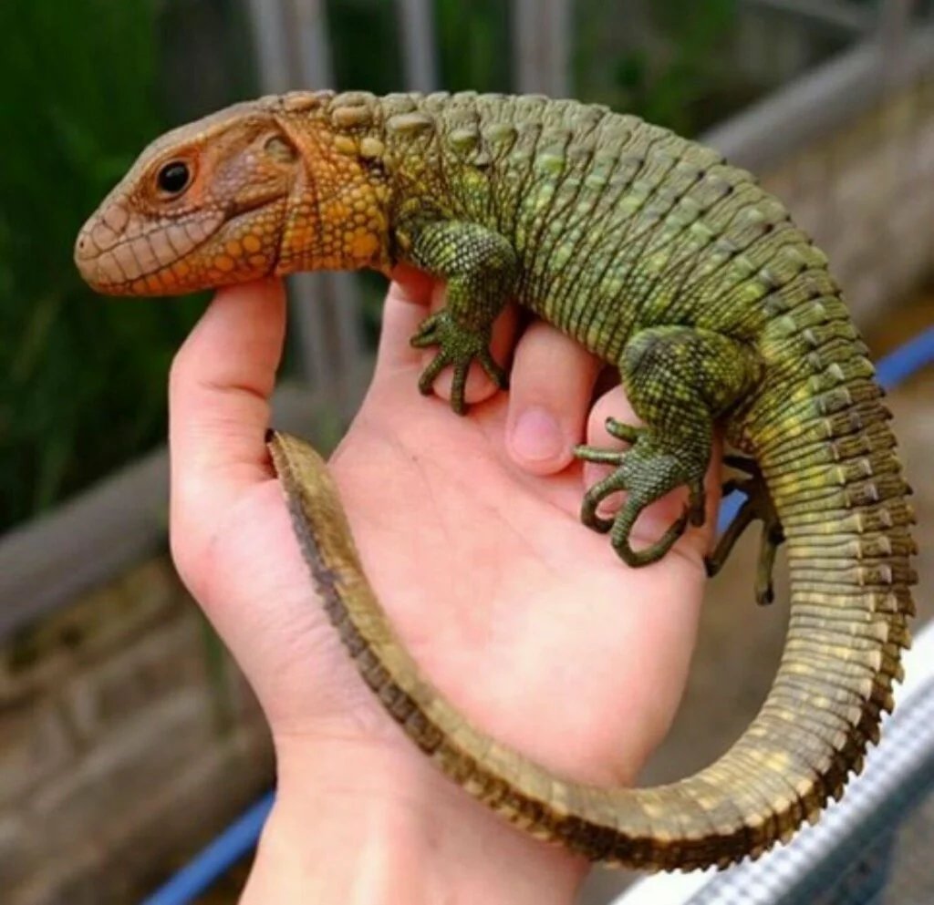 Caiman Lizards