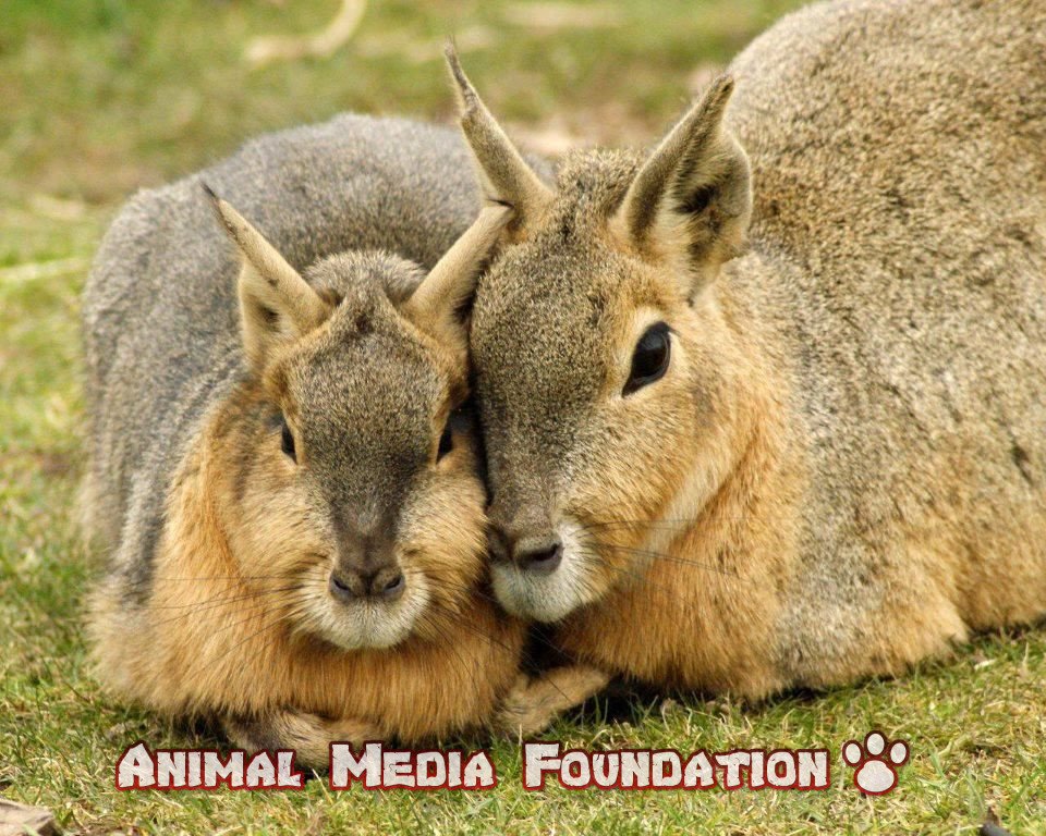 Patagonian mara