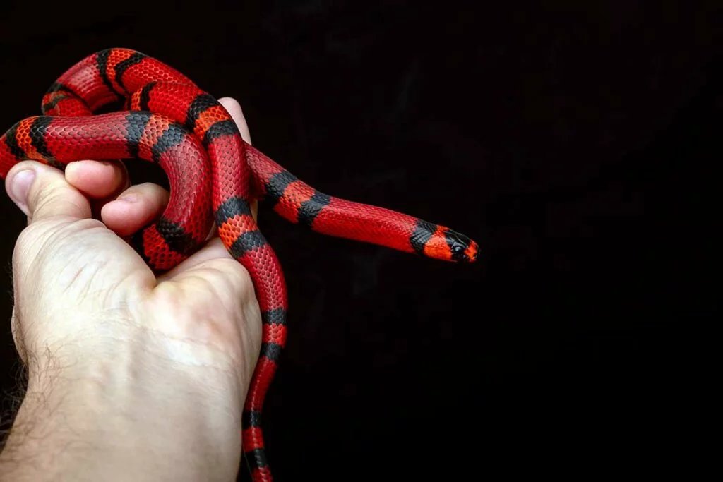 Sinaloan milk snake