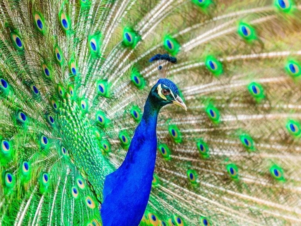 Own Peafowl