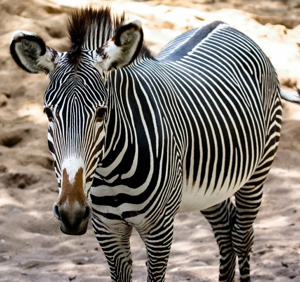What is Grevy’s Zebra