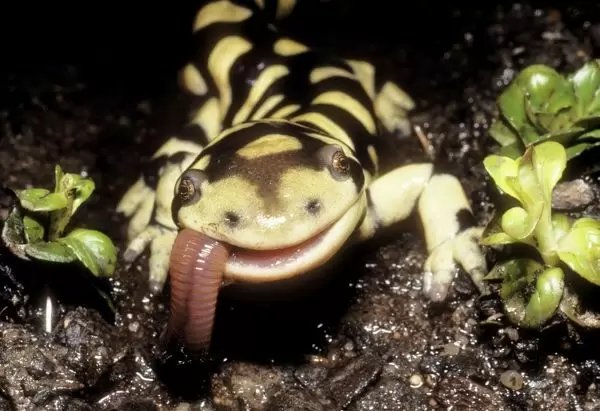Barred Tiger Salamanders