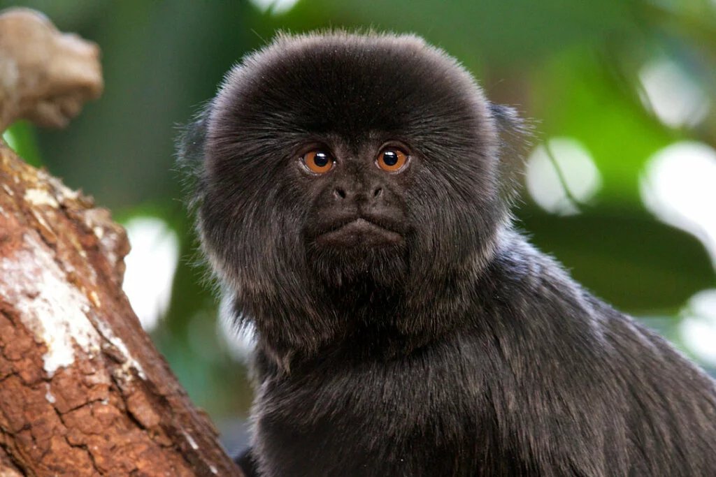 GOELDI'S MONKEY