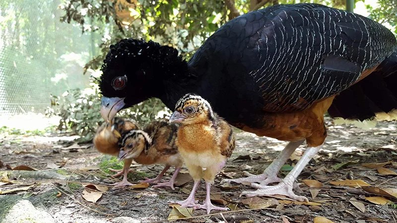 Blue-billed Curassow