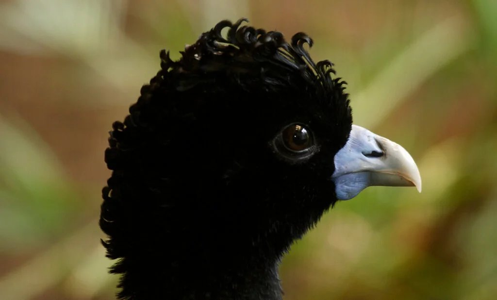 Blue-billed Curassow
