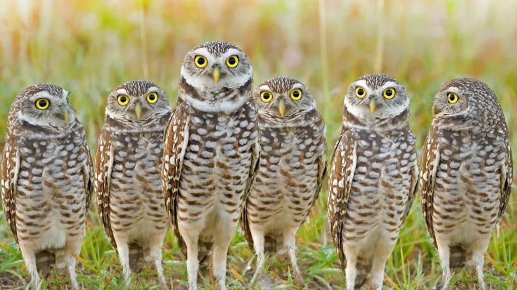 What is a BURROWING OWL