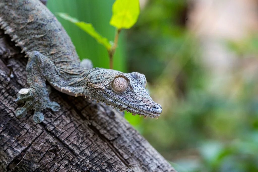 Giant Leaf-Tailed Gecko