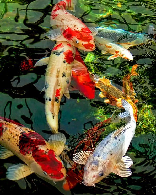 Japanese Koi Fish