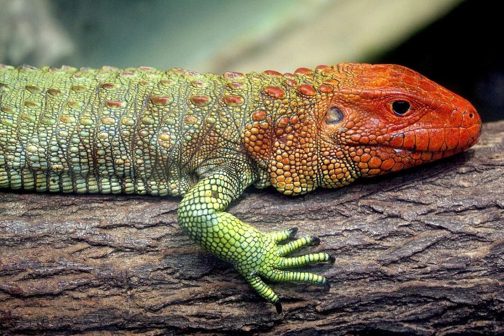 Caiman Lizards