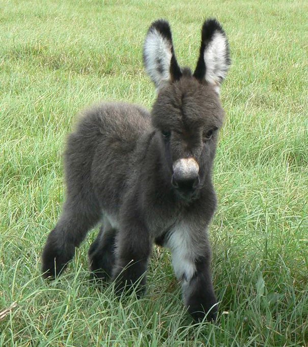 Miniature Donkey