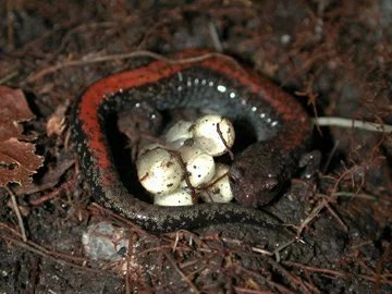 EASTERN RED-BACKED SALAMANDER