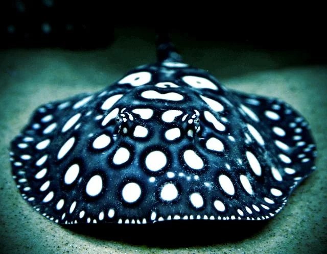 Freshwater Stingray
