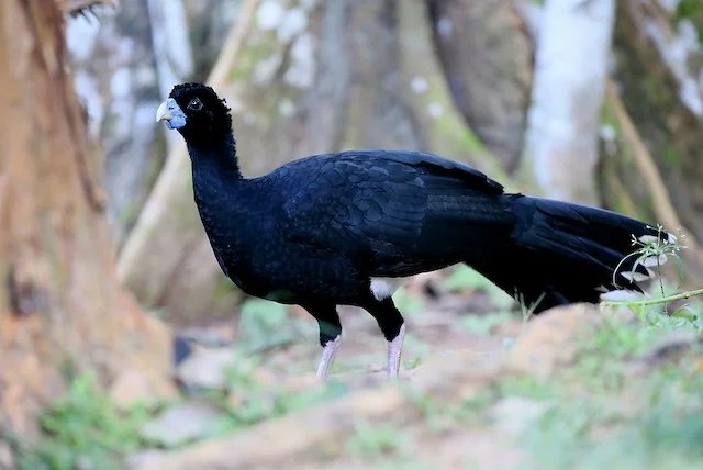 Blue-billed Curassow