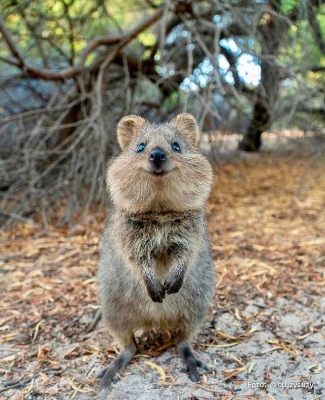 quokka