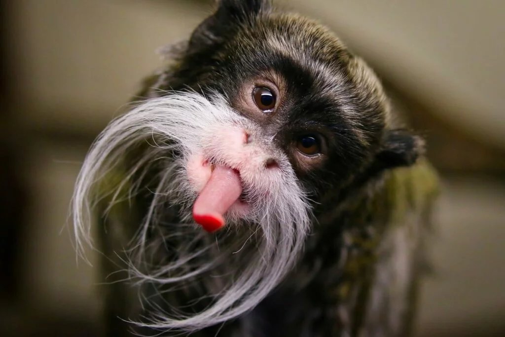 Emperor Tamarin