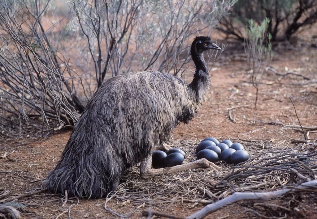 emu