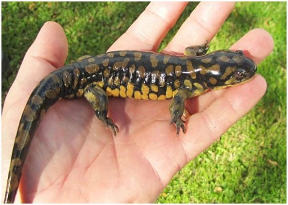 Barred Tiger Salamanders