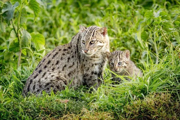 fishing cat