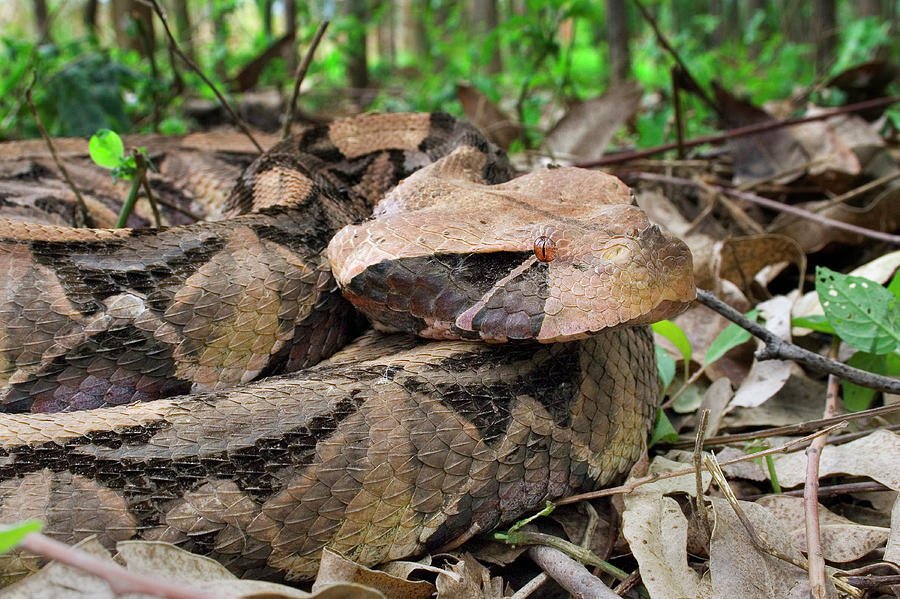 Gaboon Viper