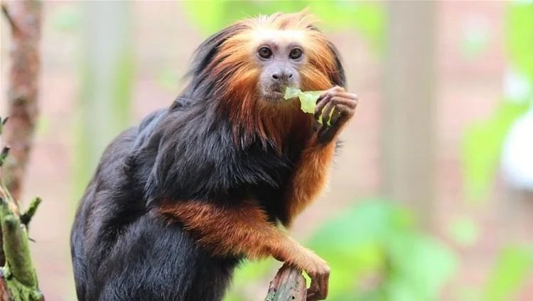 Golden-Headed Lion Tamarins