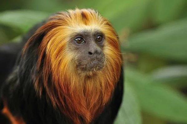 Golden-Headed Lion Tamarins