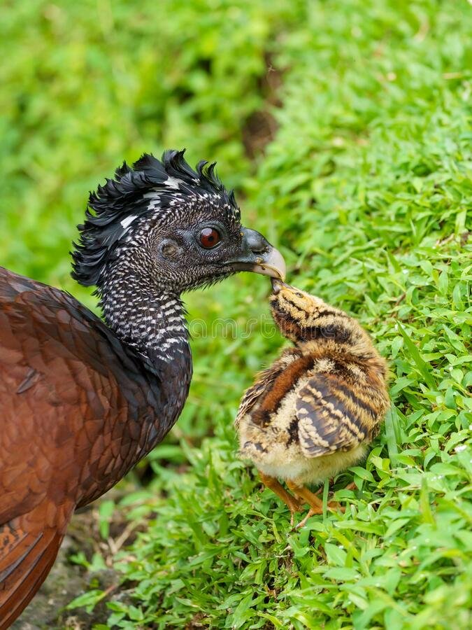 Blue-billed Curassow