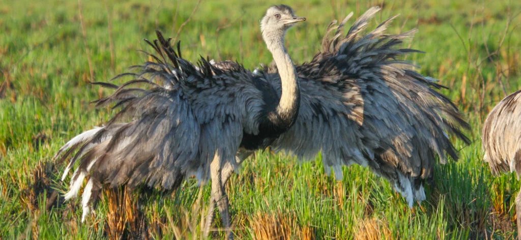 Greater Rhea