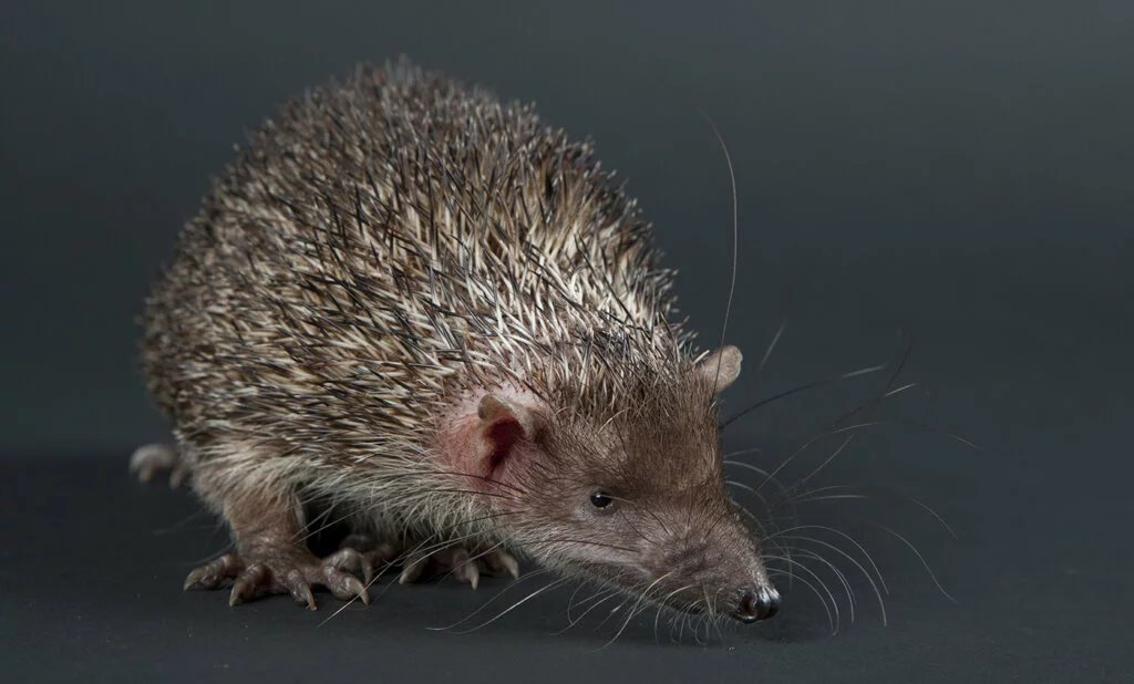 Greater Madagascar Hedgehog Tenrec