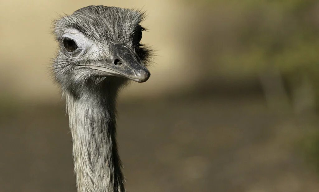Greater Rhea