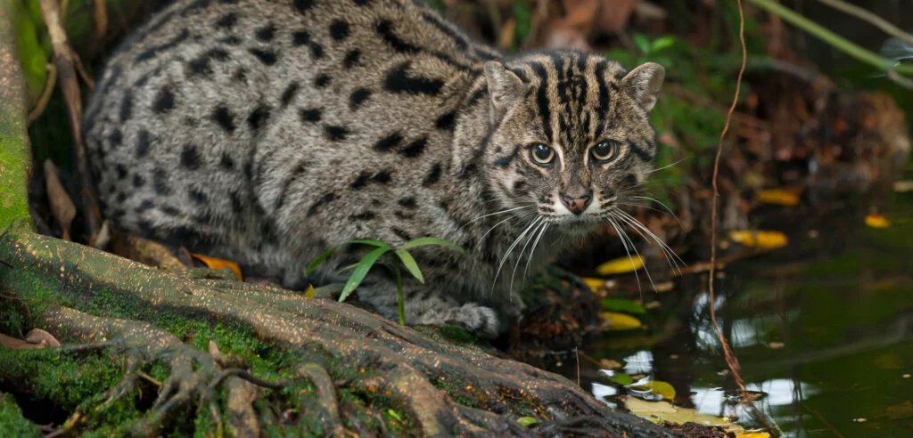 fishing cat