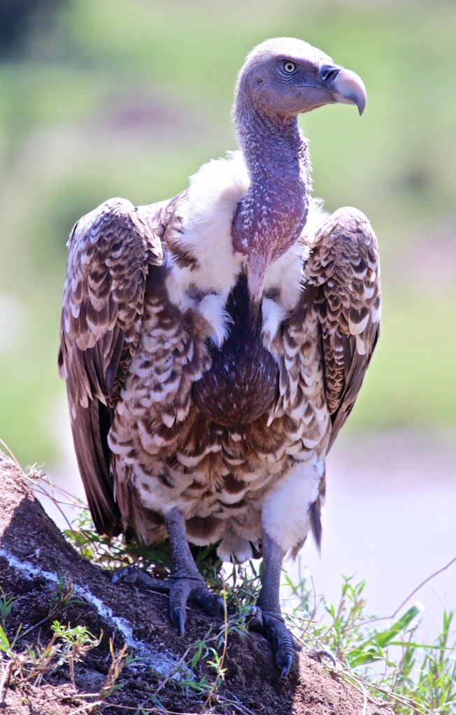 Ruppell's griffon vulture