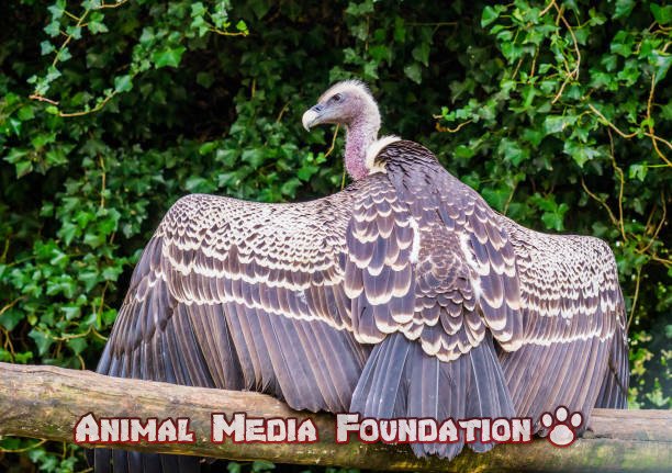 Ruppell's griffon vulture